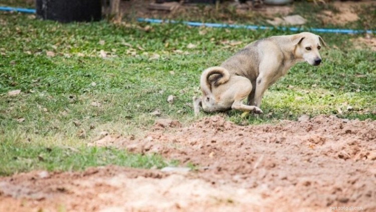 Dog Constipation: Causes, Symptoms, and Effective Treatments