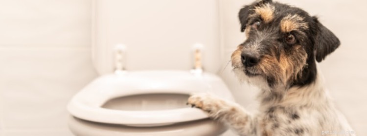 Dog Constipation: Causes, Symptoms, and Effective Treatments