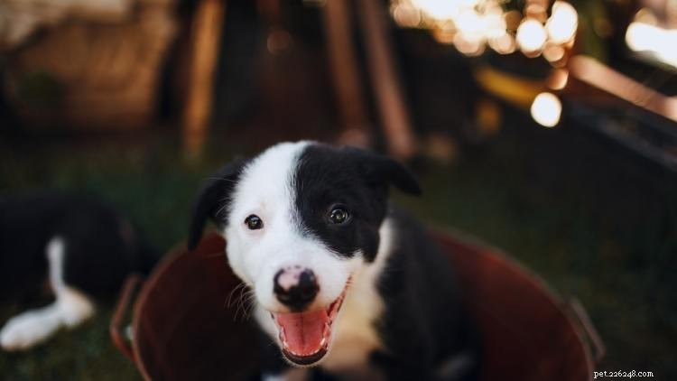 Border Collie Growth & Weight Guide: Size, Development, and Care Tips