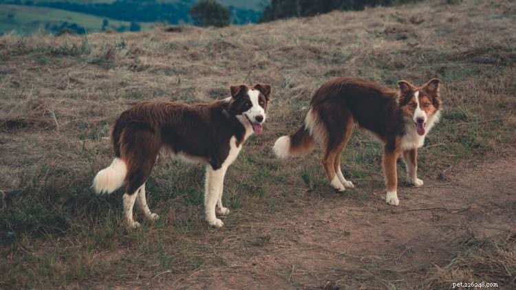 Border Collie Growth & Weight Guide: Size, Development, and Care Tips