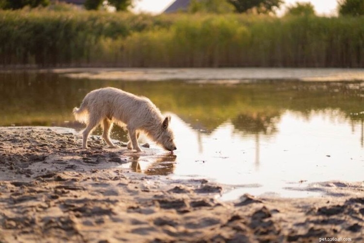 Giardia in Dogs: Causes, Symptoms & Effective Treatment Strategies