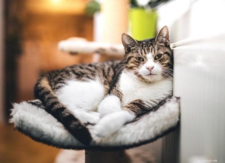 Cat Hyperthyroidism: Symptoms, Diagnosis, and Proven Treatment Options