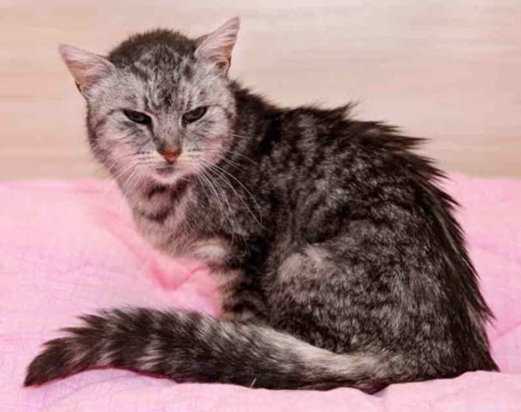Cat Hyperthyroidism: Symptoms, Diagnosis, and Proven Treatment Options