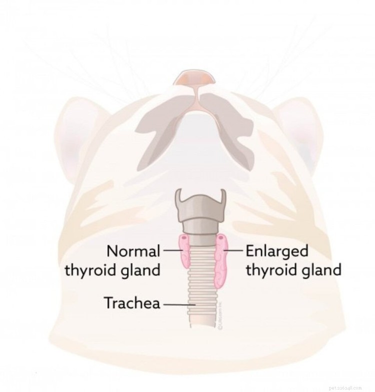 Cat Hyperthyroidism: Symptoms, Diagnosis, and Proven Treatment Options