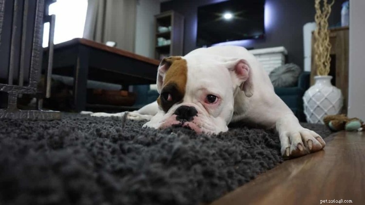 Trazodone in Veterinary Care: How It Helps Dogs with Anxiety and When to Use It