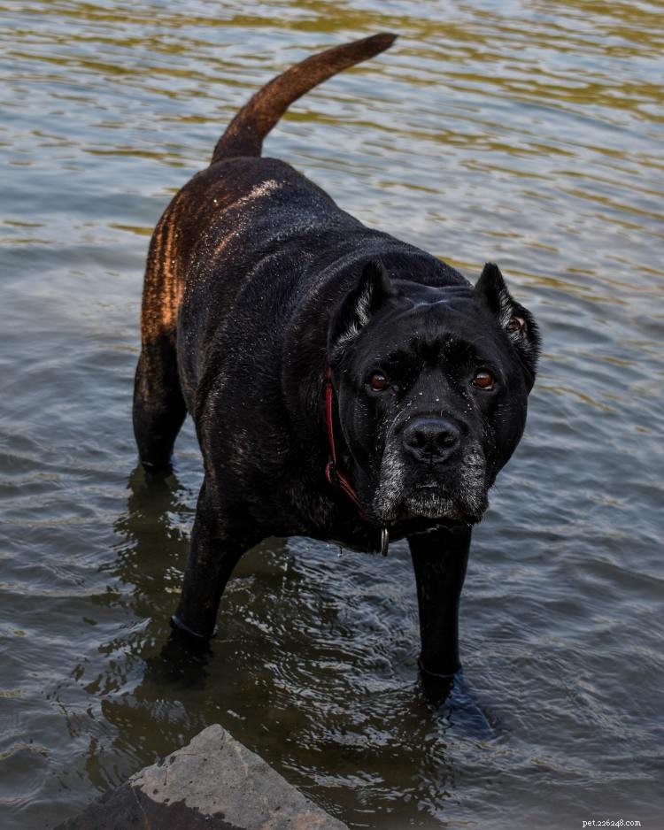 Cane Corso Growth & Weight Guide: Size, Timing, and Care for a Strong, Loyal Companion