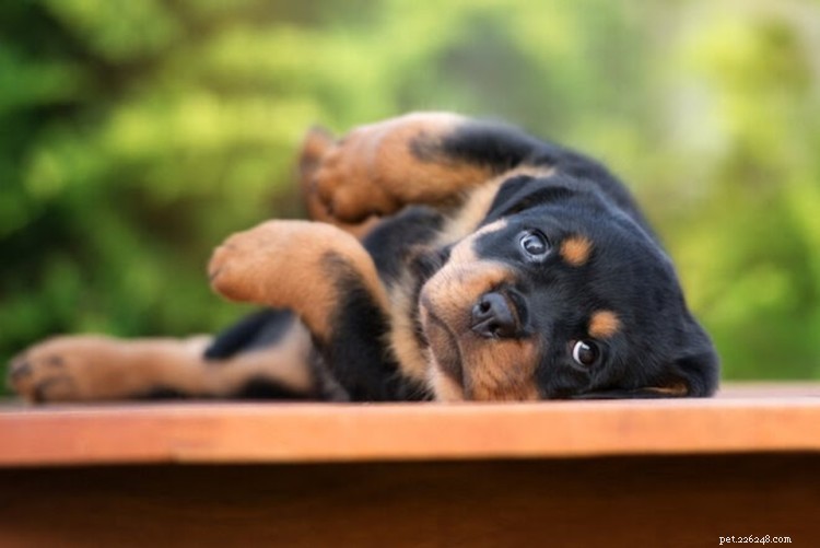 Benadryl for Dogs: Safe Uses, Dosage Guidelines, and Side‑Effect Prevention