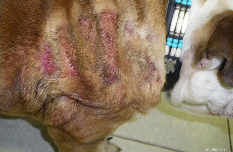 Yeast Infections in Dogs: Spotting Symptoms, Effective Treatments, and Prevention Tips