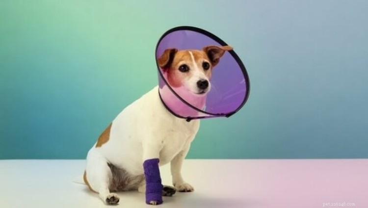 Tramadol in Dogs: Uses, Dosage, and Potential Side Effects