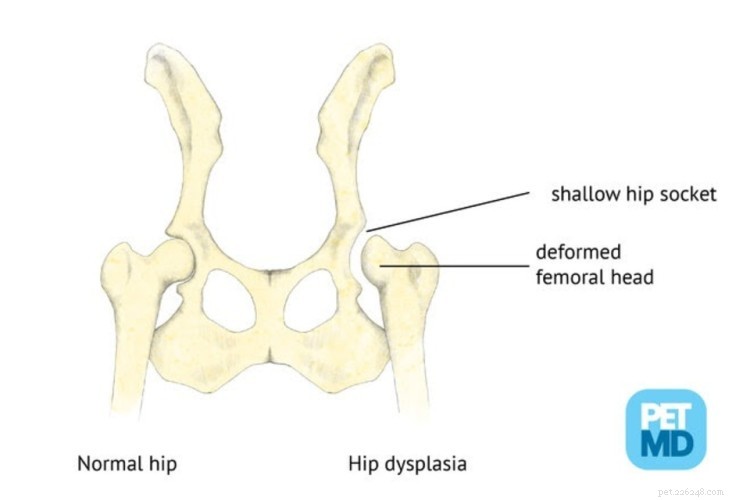 Understanding Dog Hip Dysplasia: Signs, Care, and Prevention Strategies