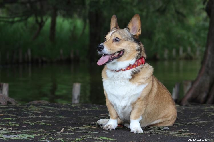 Corgi Growth & Weight Chart – Your Complete Guide
