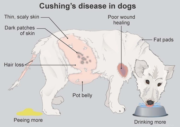 Comprehensive Poodle Growth & Weight Guide: Charts, Tips, and Milestones