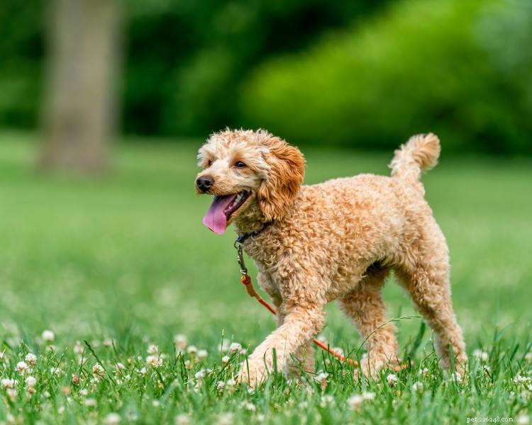 Comprehensive Poodle Growth & Weight Guide: Charts, Tips, and Milestones