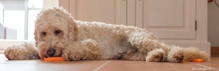 Can Dogs Eat Carrots? Expert Guide to Safe Feeding & Health Benefits