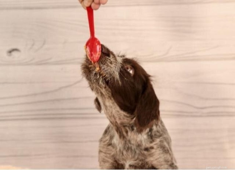 Is Peanut Butter Safe for Dogs? Only Xylitol-Free Brands Are OK