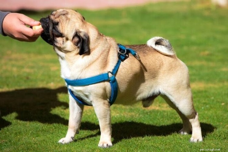 Are Bananas Safe for Dogs? A Comprehensive Guide