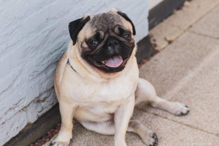 Complete Pug Growth & Weight Guide – Accurate Charts & Tips