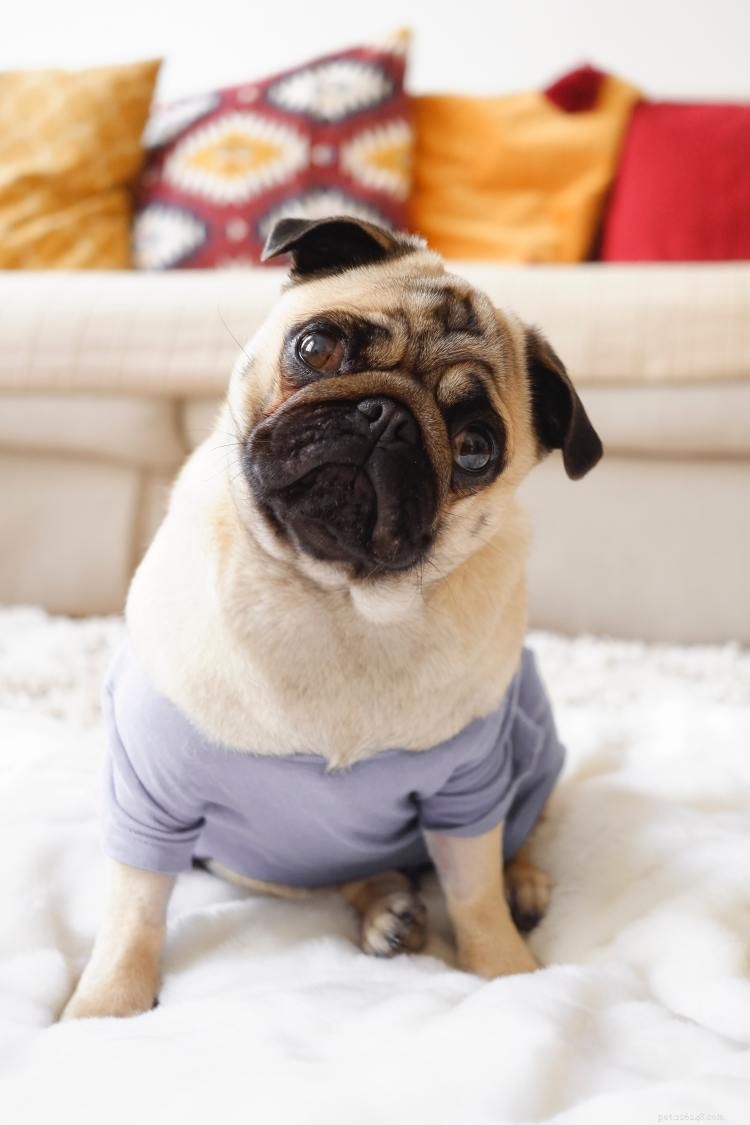 Complete Pug Growth & Weight Guide – Accurate Charts & Tips