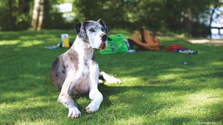 Great Dane Growth & Weight Chart – How Big Can They Get? A Complete Guide