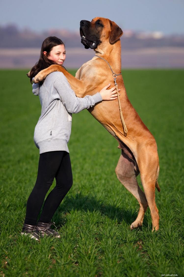 Great Dane Growth & Weight Chart – How Big Can They Get? A Complete Guide