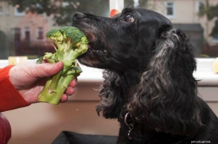 Is Broccoli Safe for Dogs? Complete Guide & Tips