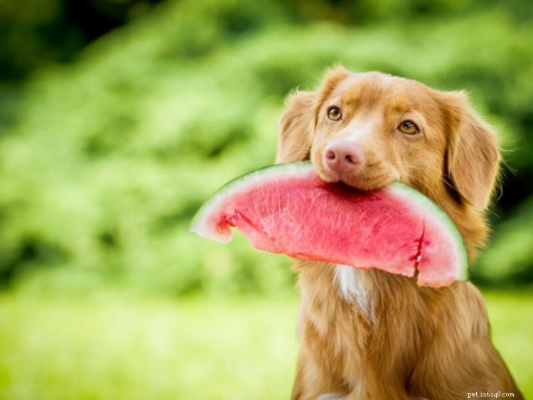 Is Watermelon Safe for Dogs? Essential Tips & Health Facts