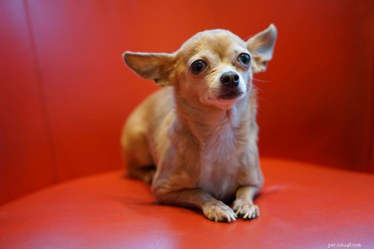 Chihuahua Growth & Weight Chart: Accurate Size Guide for New Owners