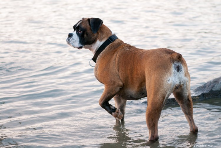 Boxer Growth & Weight Guide: How Big They Become & When They Stop Growing