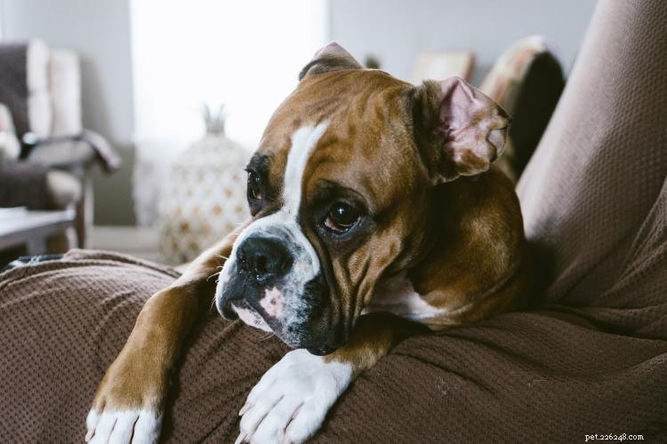 Boxer Growth & Weight Guide: How Big They Become & When They Stop Growing