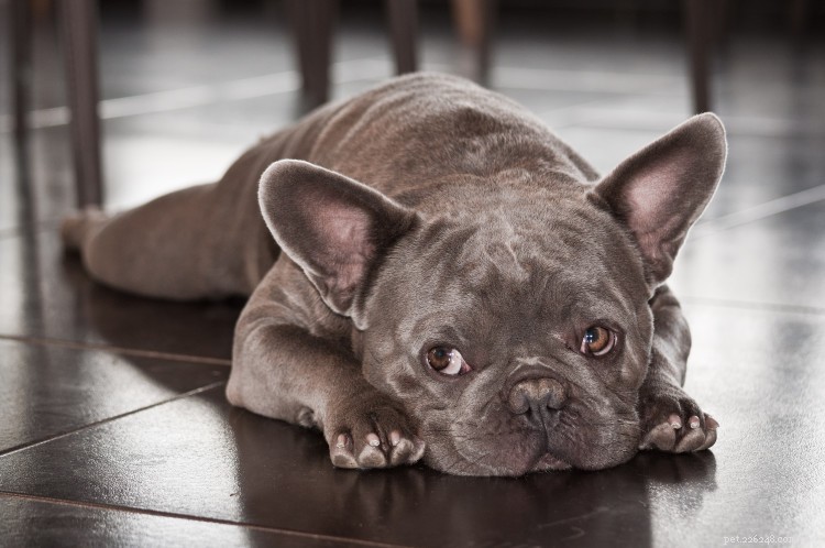 French Bulldog Growth & Weight Guide: Accurate Charts & Expert Insights