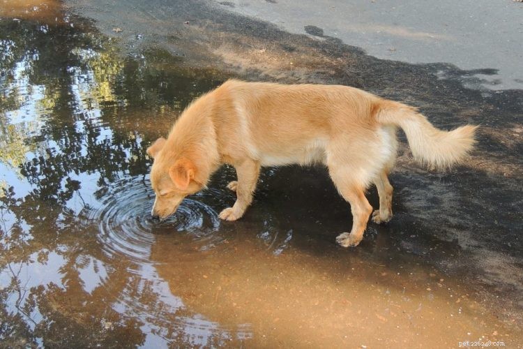 Leptospirosis in Dogs: Recognize Symptoms, Effective Treatment, and Smart Cost-Saving Strategies