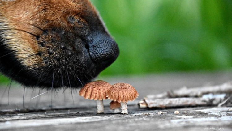Can Dogs Eat Mushrooms? Expert Guide on Safe and Toxic Varieties