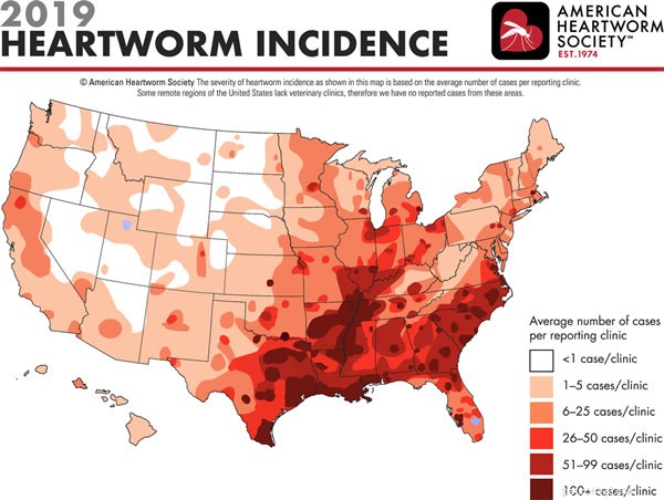 Heartworm in Dogs: Symptoms, Treatment, and Cost‑Saving Prevention Tips
