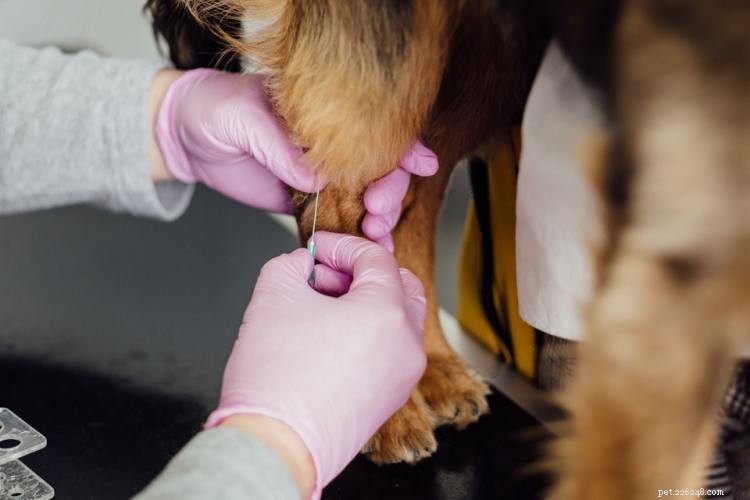 Heartworm in Dogs: Symptoms, Treatment, and Cost‑Saving Prevention Tips