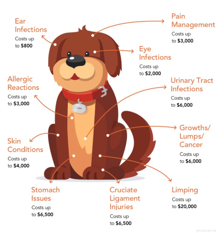 39 Proven Dog Care Tips: The Ultimate Guide for Pet Parents