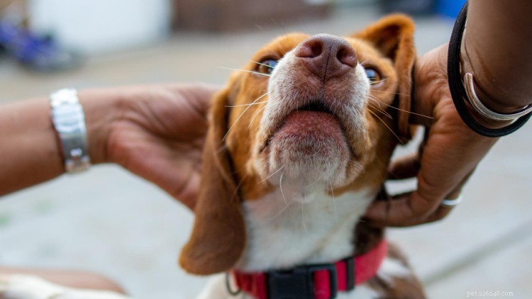 39 Proven Dog Care Tips: The Ultimate Guide for Pet Parents