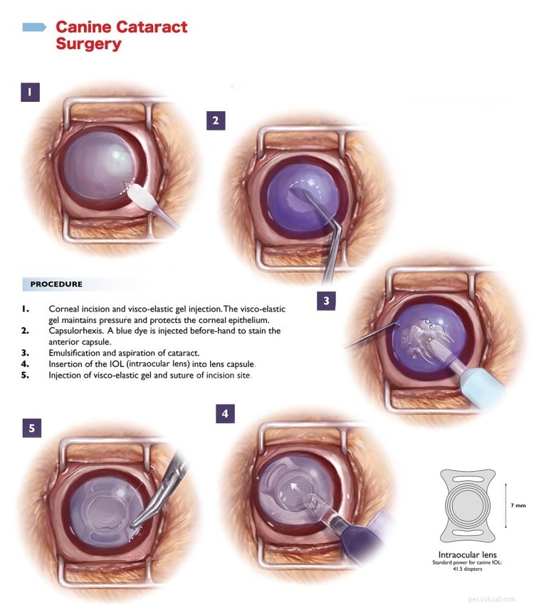 Dog Cataract Surgery Costs: A Practical Guide to Saving Money