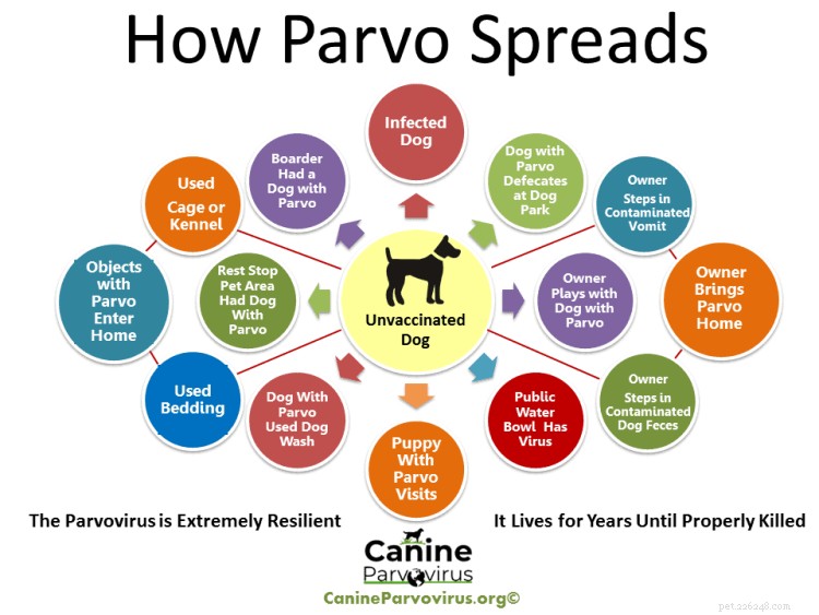 Parvovirus Treatment Costs: A Comprehensive Guide for Pet Owners