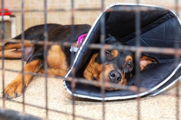 Parvovirus Treatment Costs: A Comprehensive Guide for Pet Owners