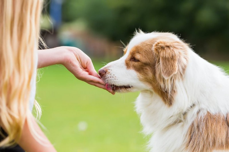 How to Pick the Healthiest Dog Treats: 7 Key Factors