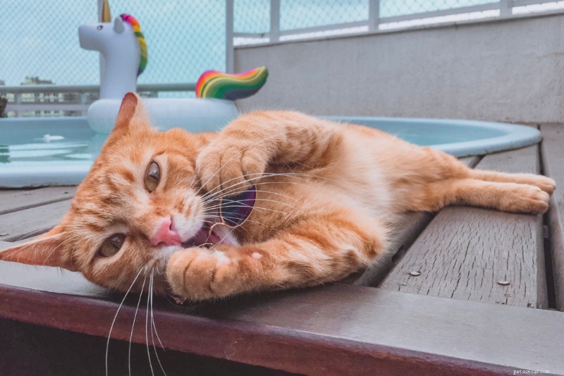 10 Proven Summer Safety Tips to Protect Your Pets from Heat