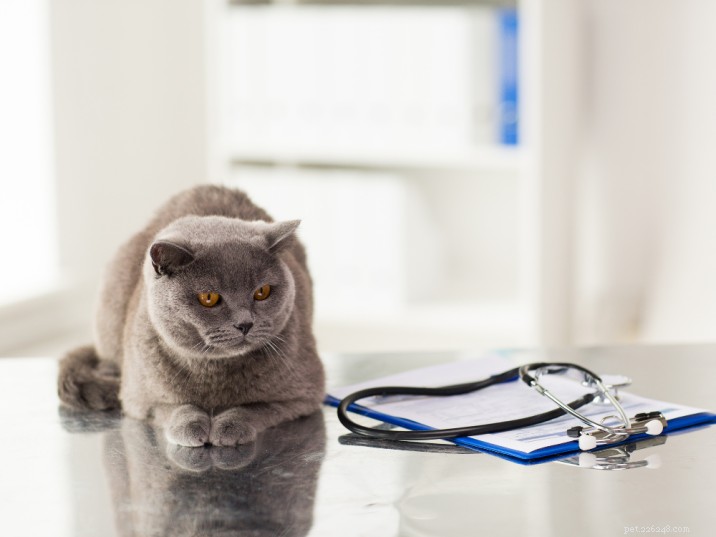Feline Panleukopenia: Key Symptoms, Diagnosis, and Proven Treatment Options