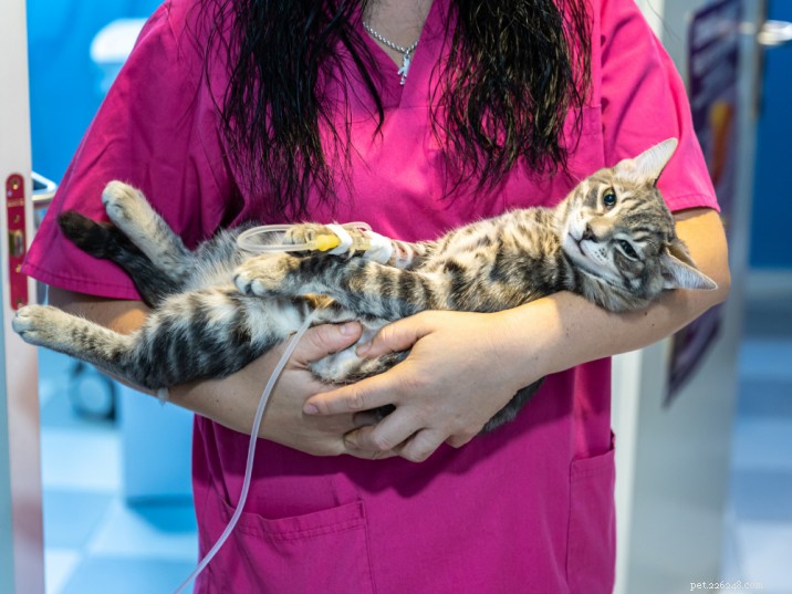 Feline Panleukopenia: Key Symptoms, Diagnosis, and Proven Treatment Options