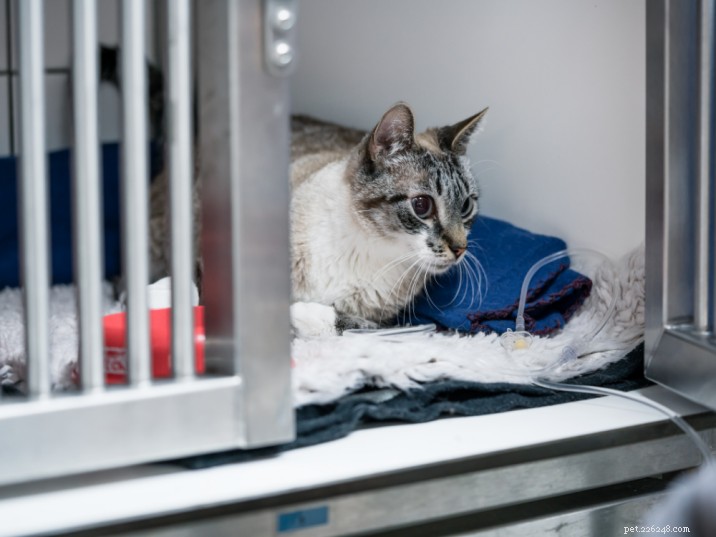 Feline Panleukopenia: Key Symptoms, Diagnosis, and Proven Treatment Options