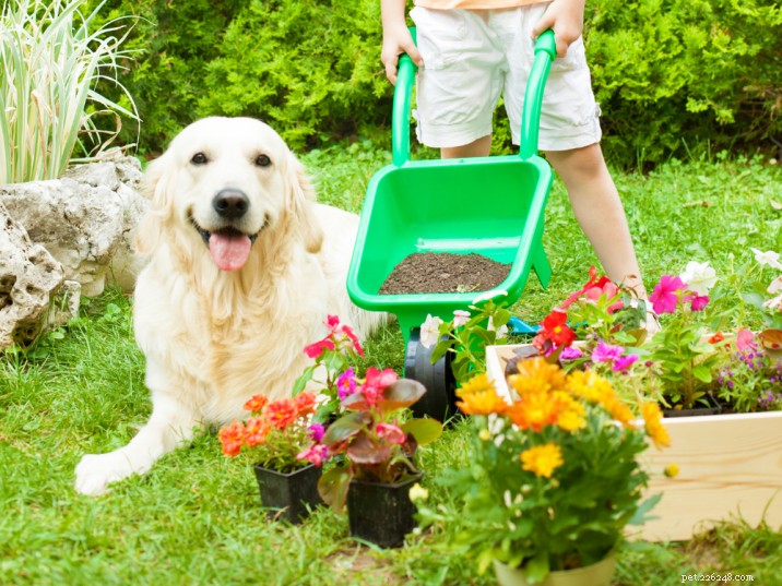 What to Do If Your Dog Ingests Compost: Safe Steps and Prevention Tips