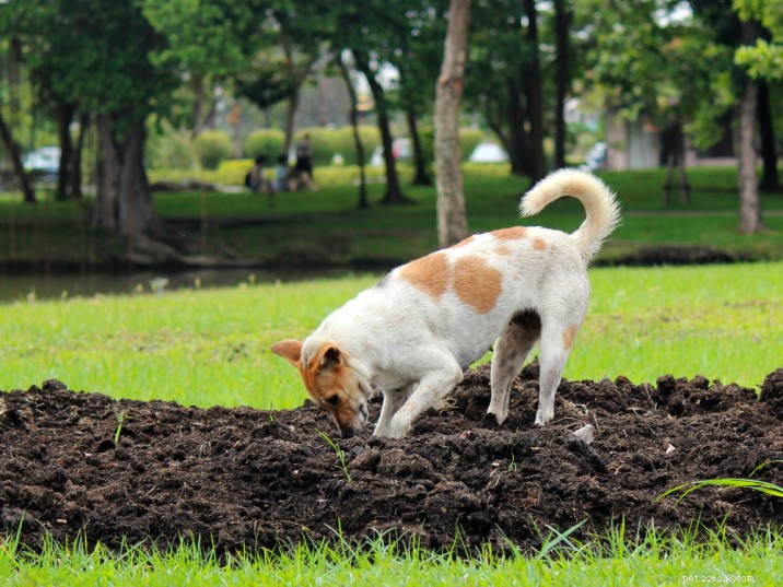 What to Do If Your Dog Ingests Compost: Safe Steps and Prevention Tips