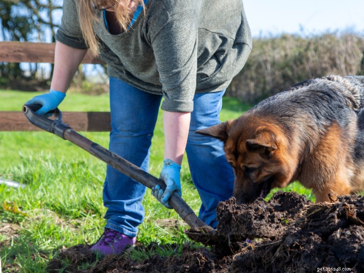 What to Do If Your Dog Ingests Compost: Safe Steps and Prevention Tips