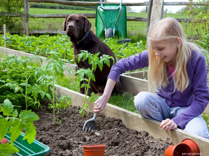 What to Do If Your Dog Ingests Compost: Safe Steps and Prevention Tips