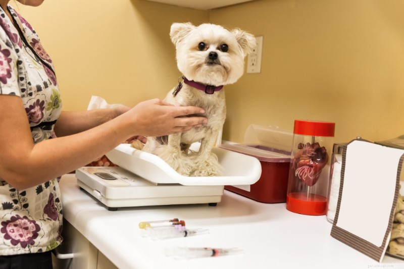 Determining Your Dog’s Ideal Weight: A Guide for Healthy Pets