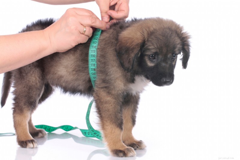 Determining Your Dog’s Ideal Weight: A Guide for Healthy Pets
